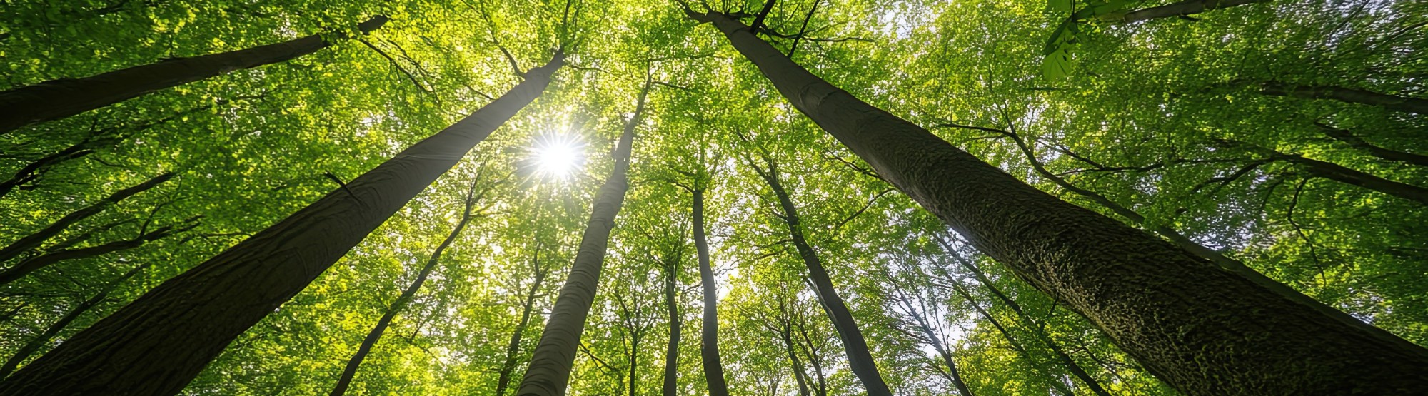 Photo from below the canopy of green forest trees.